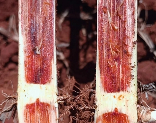  “Murcha” pode causar perdas de até 45% na produção de alguns canaviais. Foto: Divulgação