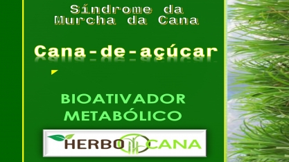Síndrome da Murcha da cana, controle por meio de bioativador metabólico.