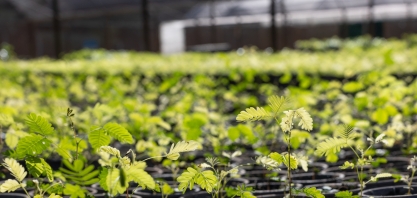Tereos celebra o plantio de 30 mil mudas e reforça compromisso com a biodiversidade