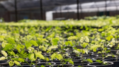 Tereos celebra o plantio de 30 mil mudas e reforça compromisso com a biodiversidade