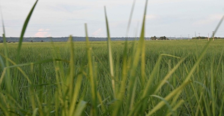 Prejuízo do setor é estimado em R$ 400 milhões, 10 vezes maior que o previsto inicialmente | Foto: Leonardo Ariel