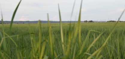 Exportações de açúcar aos EUA zeram após tarifaço