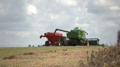 Conheça as cidades mineiras que são as maiores produtoras de cana-de-açúcar, café, batata, alho e abacate do Brasil
