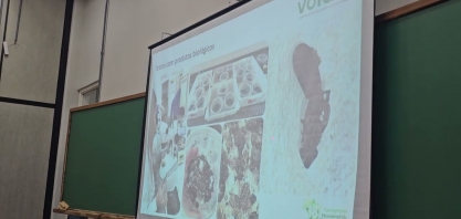 Mosca-dos-estábulos na safra: Estratégias integradas para prevenção de surtos e ganho de resultados