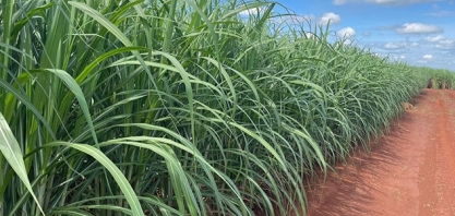 Falta pouco para conhecer os vencedores do 3º Prêmio Produtividade com Modernidade, do Programa Cana IAC