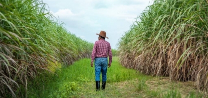 Importância da bioeletricidade de cana-de-açúcar para o Brasil