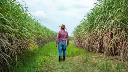 Importância da bioeletricidade de cana-de-açúcar para o Brasil
