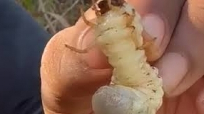 BP Bionergy alerta para impacto da praga “Pão-de-Galinha” em Goiás 