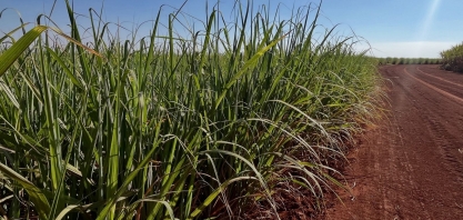 Moagem de cana-de-açúcar atinge 403,94 milhões de toneladas