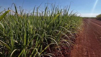 Moagem de cana-de-açúcar atinge 403,94 milhões de toneladas