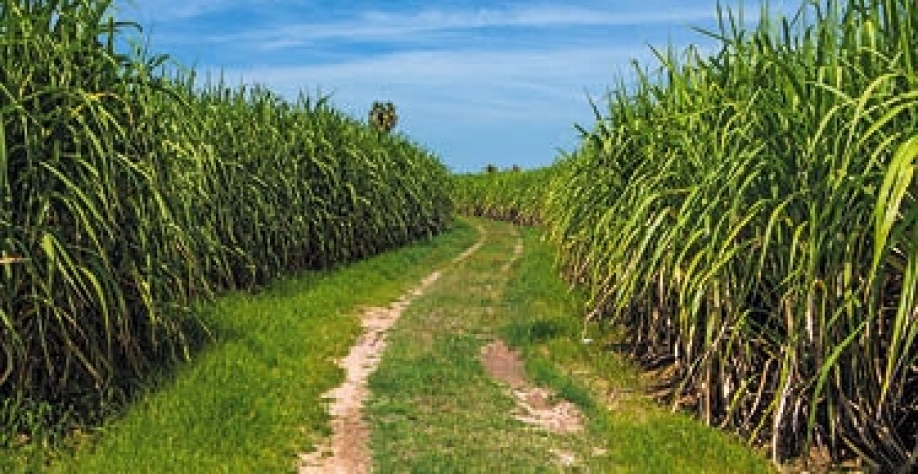 Sindaçúcar-AL: futuro limpo começa na cana - Foto: Divulgação