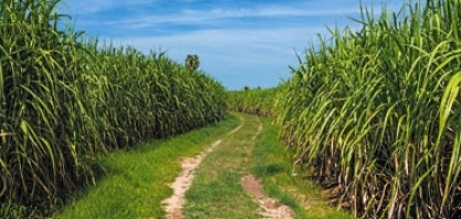 Sindaçúcar-AL: futuro limpo começa na cana