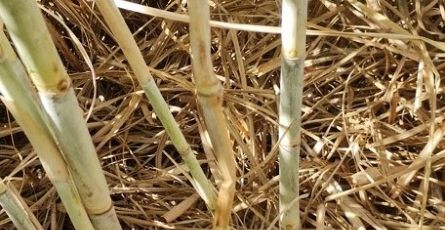 Síndrome da murcha tem o poder de causar prejuízos bilionários aos cofres das usinas e produtores rurais brasileiros. Foto: Divulgação CANAEX