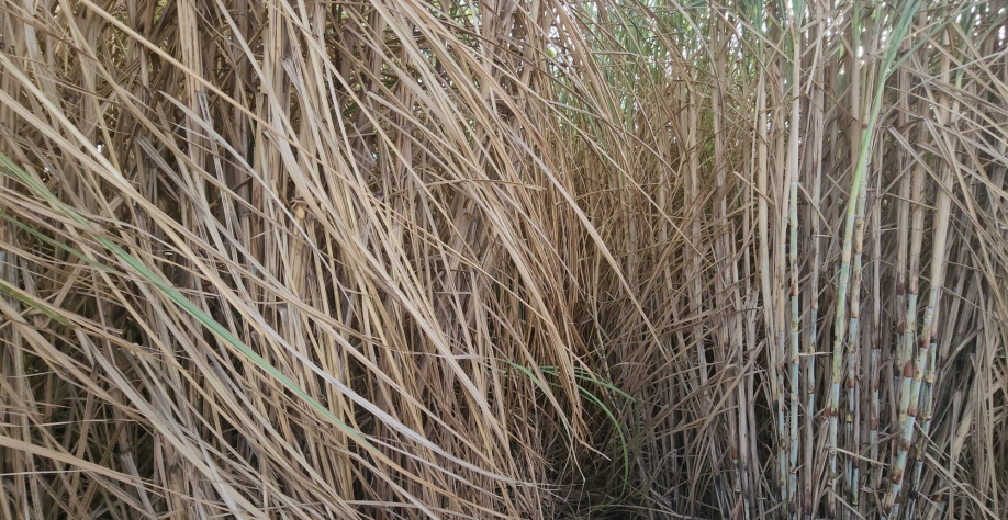 A variedade Vertix 12 apresenta produtividade média 50% superior do que as canas convencionais