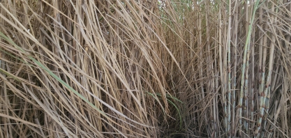 A estação de hibridação de cana da Nuseed, em Alagoas, receberá o Tour Técnico da CanaOnline pelo Nordeste Canavieiro