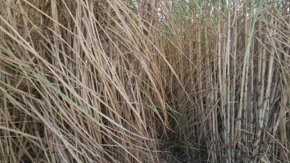 A estação de hibridação de cana da Nuseed, em Alagoas, receberá o Tour Técnico da CanaOnline pelo Nordeste Canavieiro