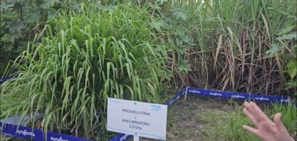 Syngenta criou Polo Tecnológico para testar o desempenho de seus produtos nos canaviais nordestinos