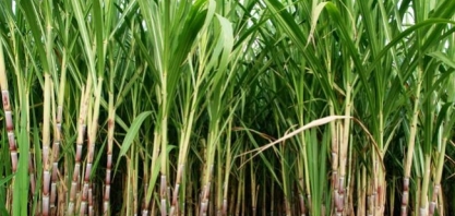 Norcana reúne setor sucroalcooleiro na Agrinordeste 