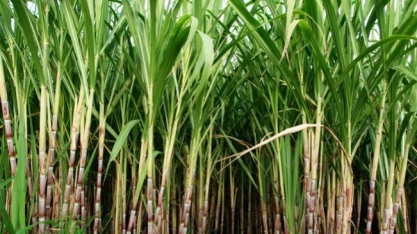 Norcana reúne setor sucroalcooleiro na Agrinordeste 