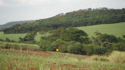 Estudo mostra limites e propõe alternativas para a restauração funcional da Mata Atlântica
