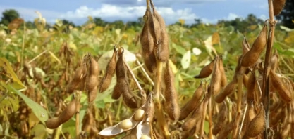 Mais de 27% de produção de soja em MT ficará no estado para esmagamento após alta na procura por biodiesel