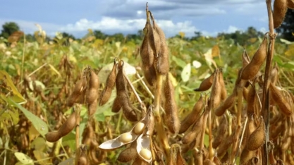 Mais de 27% de produção de soja em MT ficará no estado para esmagamento após alta na procura por biodiesel