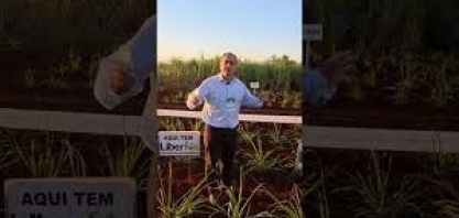 Allplant apresentou produtos que prometem melhorar a qualidade do plantio no Cana Show – IAC