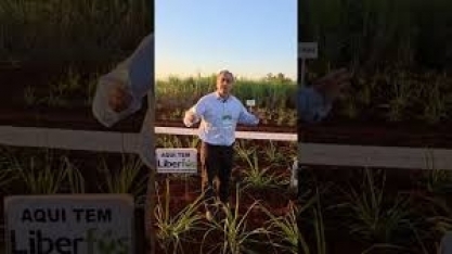 Allplant apresentou produtos que prometem melhorar a qualidade do plantio no Cana Show – IAC