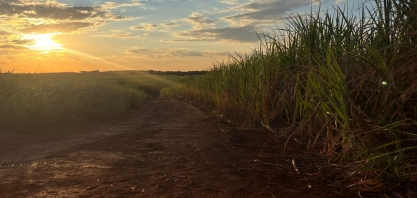 Boletim do Sistema TempoCampo/Esalq de setembro aponta neutralidade climática e melhora para culturas perenes