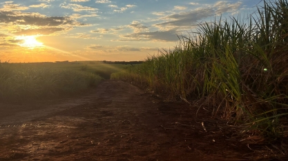 Boletim do Sistema TempoCampo/Esalq de setembro aponta neutralidade climática e melhora para culturas perenes