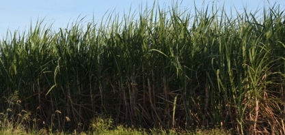 Valor da produção agrícola da PB sobe 17,2% e supera R$ 3 bi