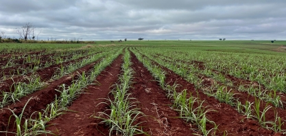 Safra paulista de cana-de-açúcar deve cair 4,4% em 2025/26