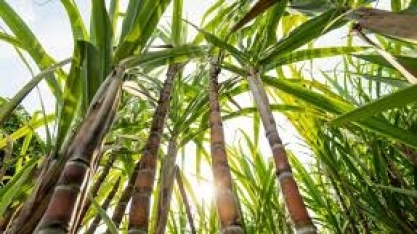 Avanços em bioproteção impulsionam sustentabilidade no campo