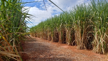 Nordeste mostra protagonismo em inovação tecnológica na área de energias renováveis, destaca NovaBio