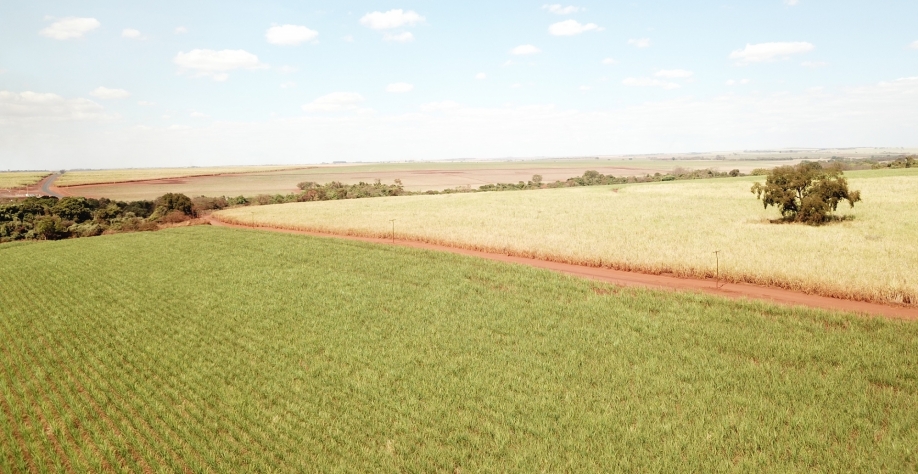 Comparativo entre área irrigada x sequeiro mostra os benefícios da tecnologia na mitigação dos efeitos da variabilidade climática. Foto: Divulgação Netafim