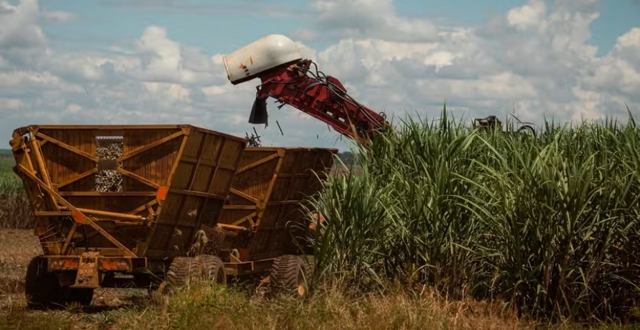 A produção de açúcar nas usinas paulistas segue em ritmo intenso, mesmo diante da menor qualidade da cana — Foto: Wenderson Araújo/CNA