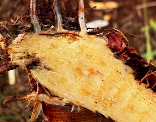 Infecção por Fusarium spp. aproveitando-se de lesões prévias nas raízes, muito possivelmente causadas pela presença de nematoides. Essas interações agravam ainda mais a SMC e as perdas no canavial. Foto: Divulgação agr.cana/João Ulisses de Andrade