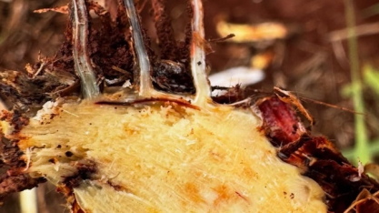 Consultor identifica agentes biológicos que podem auxiliar na diminuição dos prejuízos causados pela Síndrome da Murcha da Cana