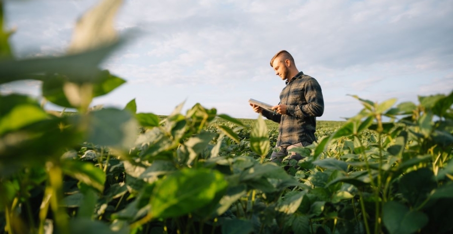 Das 243 requisições feitas no segundo semestre, 192 foram de produtores de soja. Foto: Adobe Stock