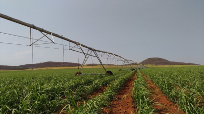 São José do Rio Preto sedia encontro técnico sobre irrigação com foco em variedades responsivas e colheita de alta produtividade