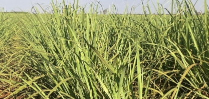 Produtividade da cana segue em queda no Centro-Sul em agosto, aponta CTC