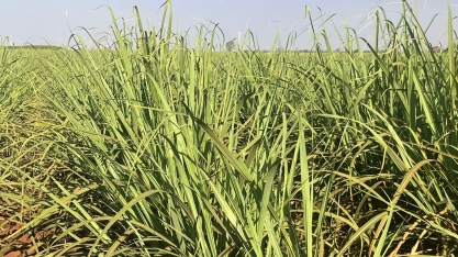 Produtividade da cana segue em queda no Centro-Sul em agosto, aponta CTC