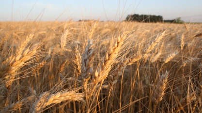 Com etanol, Sindustrigo vê potencial para produção paulista nos próximos anos
