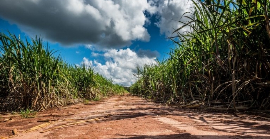 Plantação de cana pronta para colheita. Elzauer_Getty