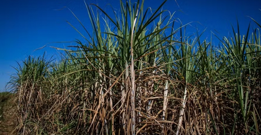 Colheita de cana deve diminuir na safra 2025/26. Oferta de açúcar e etanol do Brasil ainda é incerta — Foto: Wenderson Araújo/CNA