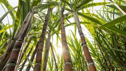 Michel Fernandes será um dos palestrantes do I Simpósio Nacional da Síndrome da Murcha da Cana-de-Açúcar