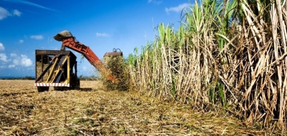 Um mês após tarifaço, agro paulista tem superávit de US$ 14 bi
