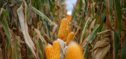 Mato Grosso do Sul alcança recorde na produção de milho e impulsiona crescimento econômico