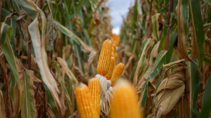 Mato Grosso do Sul alcança recorde na produção de milho e impulsiona crescimento econômico