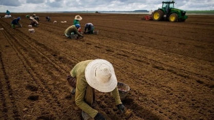 Número de pessoas empregadas no agronegócio representa 26% do total de trabalhadores do País